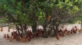 /album/galerie-de-photos-photos-et-videos1/poules-pondeuses-eleves-en-plein-air-jpg/